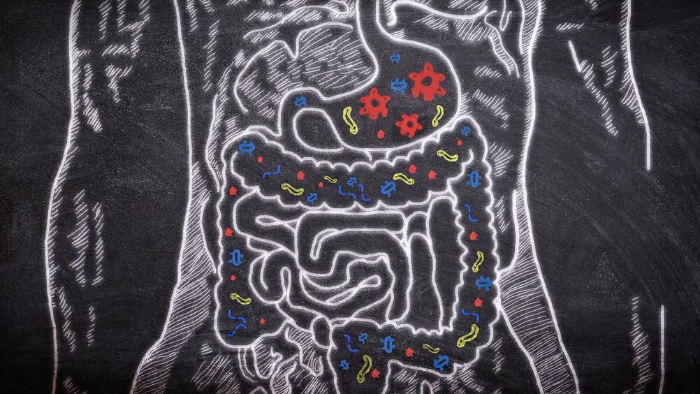 drawing of digestive system