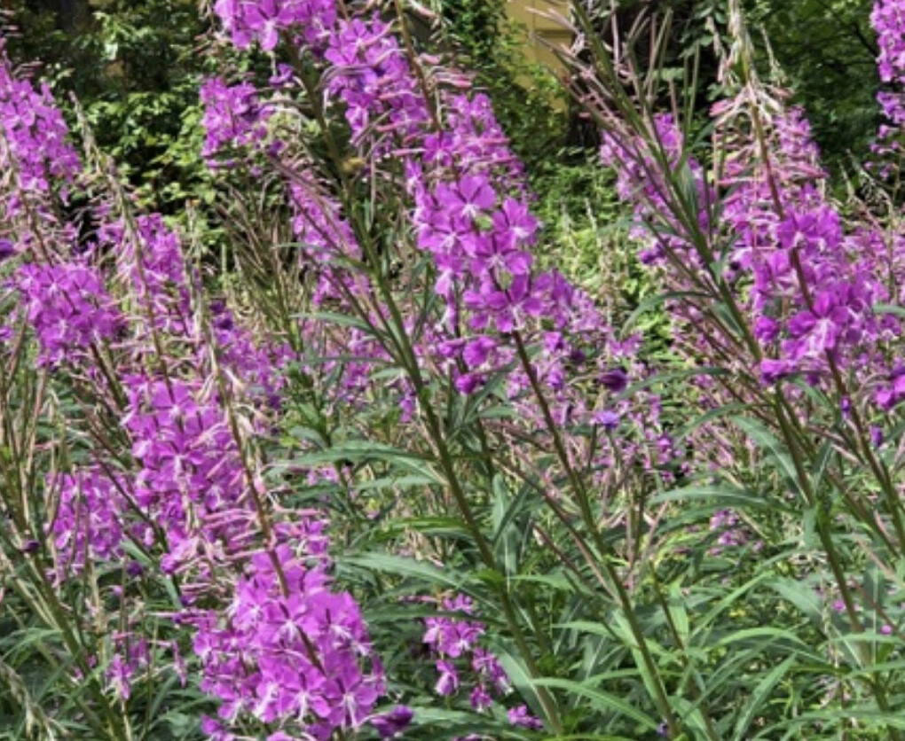 Fireweed