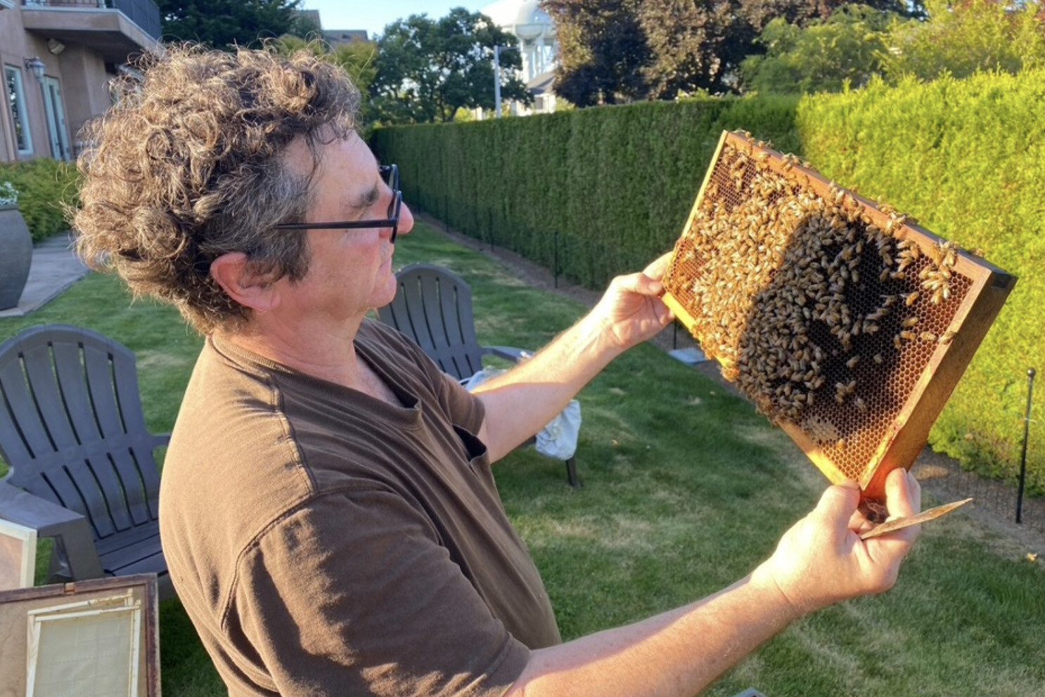 David with bees