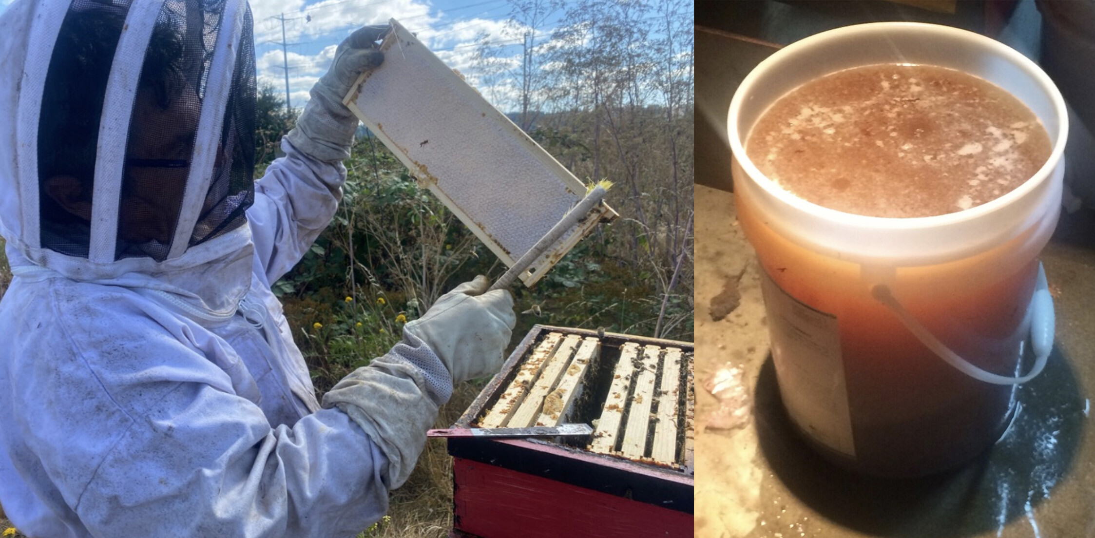 Collecting honey and honey in pot