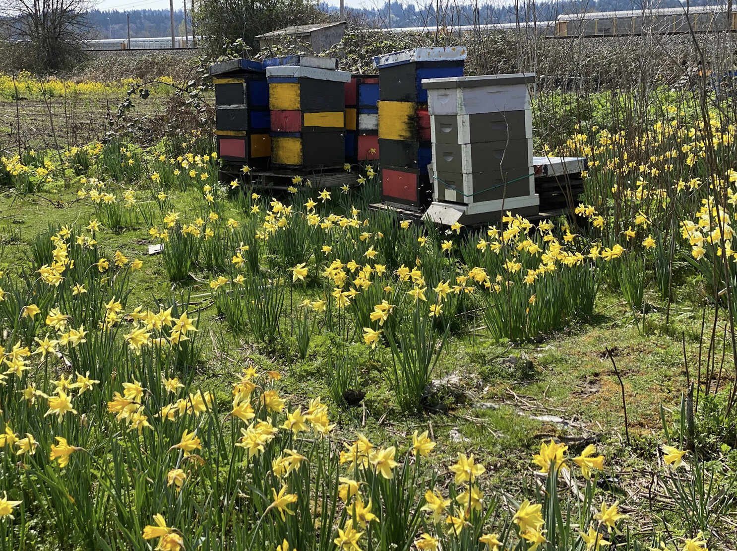 Bee boxes in flowers