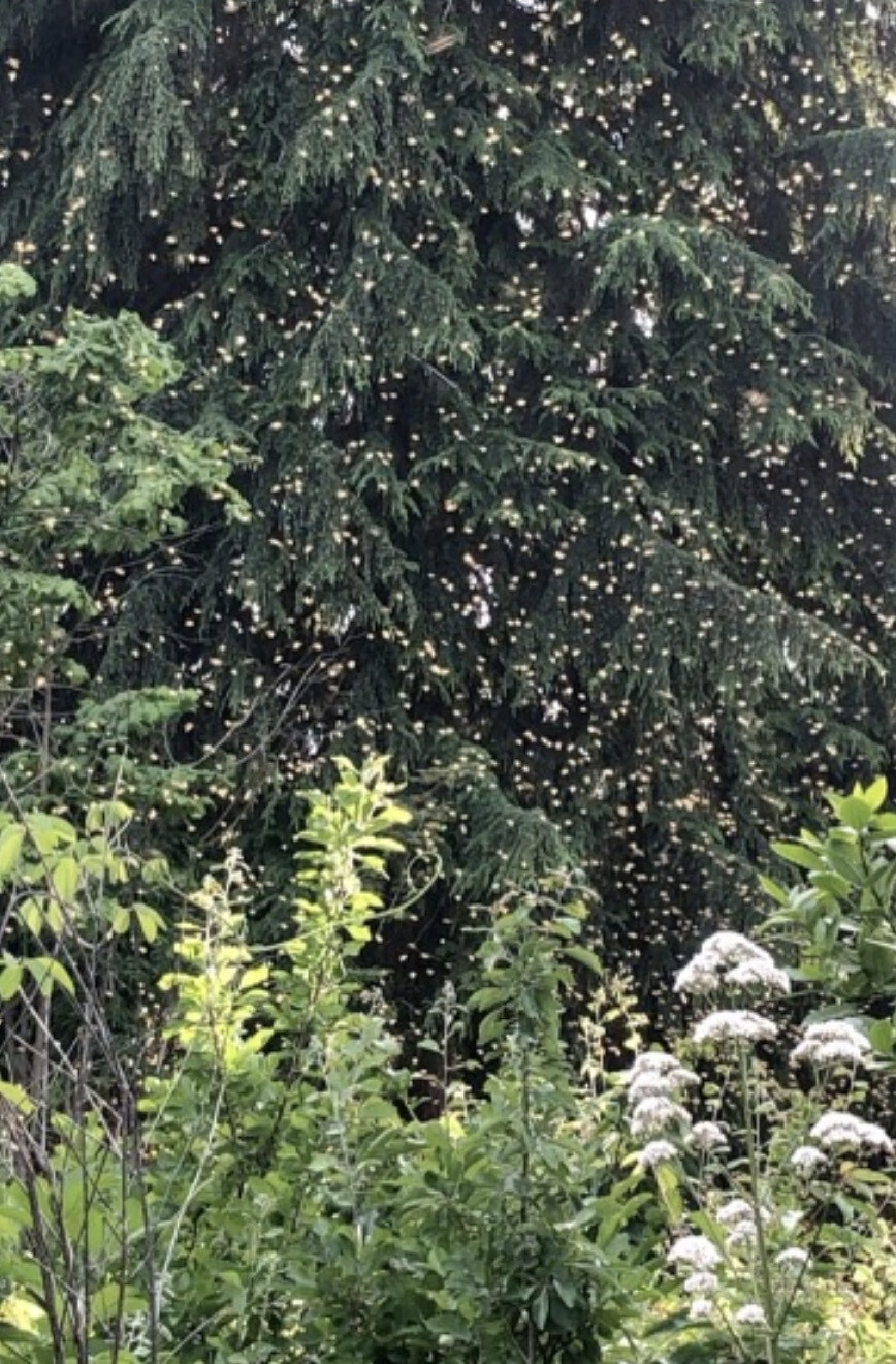 Bees in front of trees