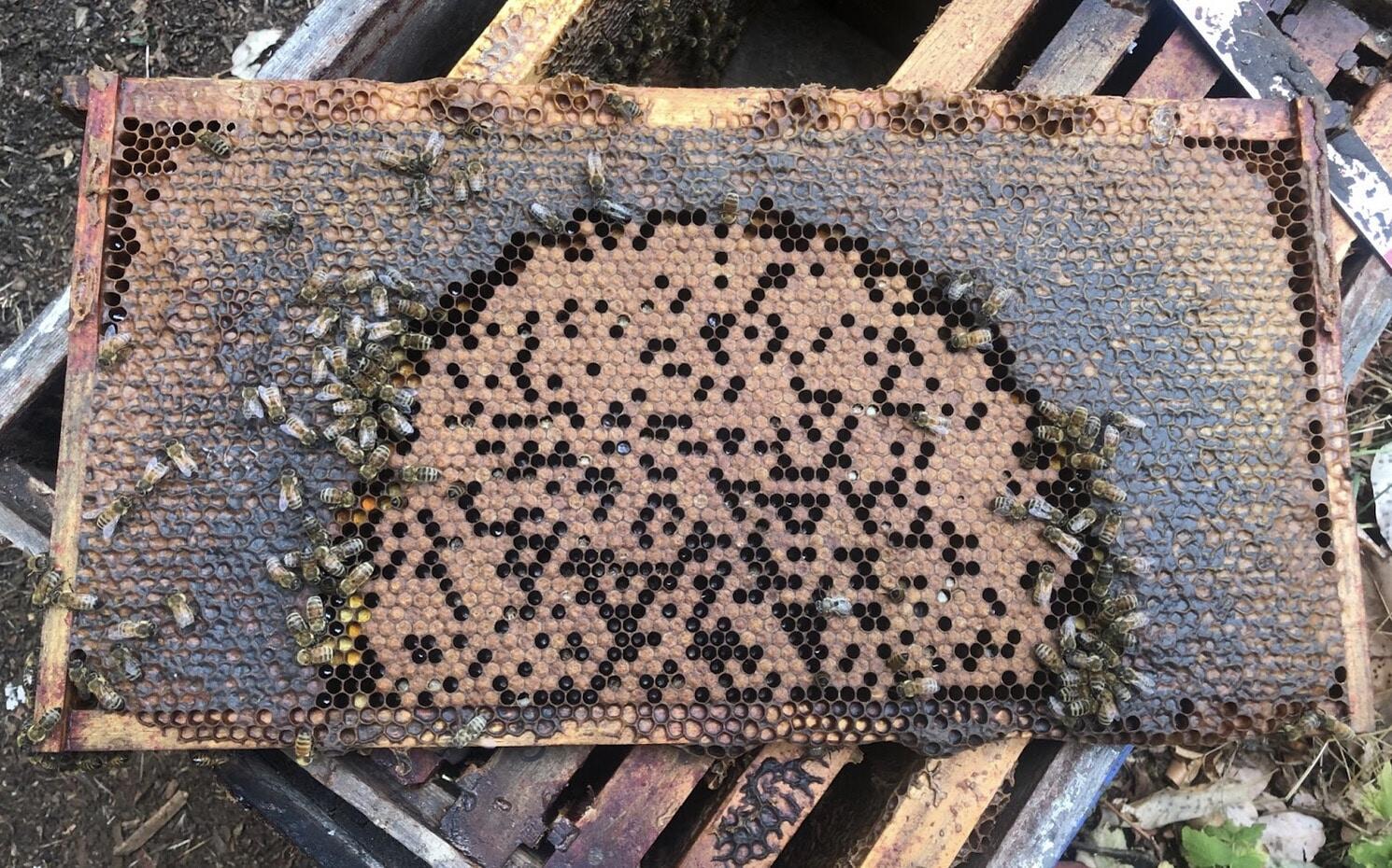 Bees in nest