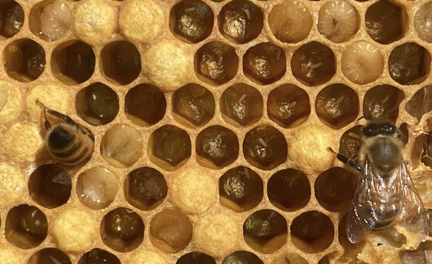 Bees up-close