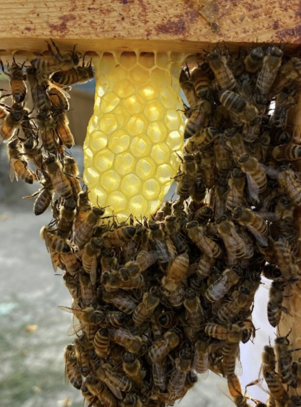 Bees making wax
