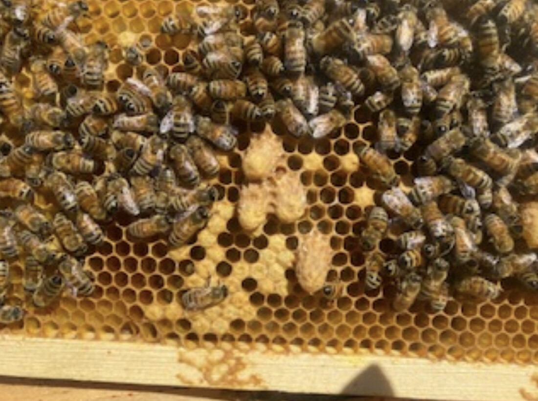 Bees in honeycomb up close