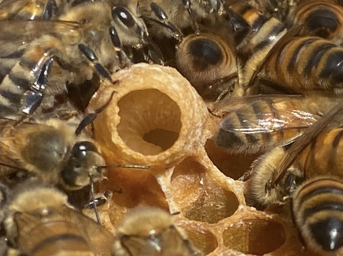 Zoomed in version of bees